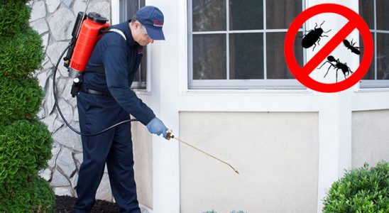 Ardanuç Kene İlaçlama böcek ilaçlama ve haşere kontrolü — ilaclama-tr.com